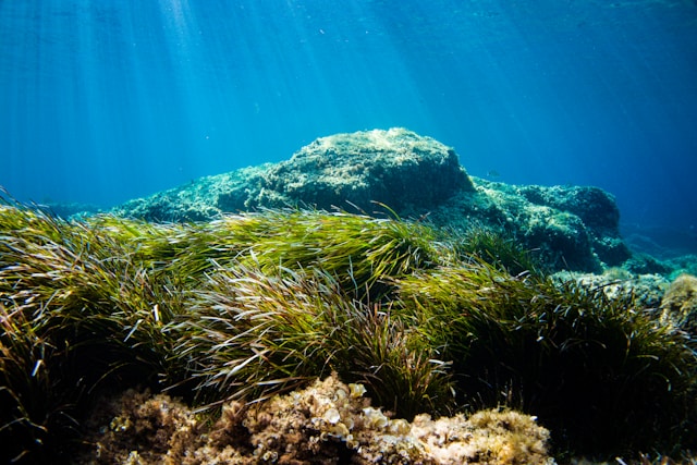  Seagrass photo along the rocky sea floor.